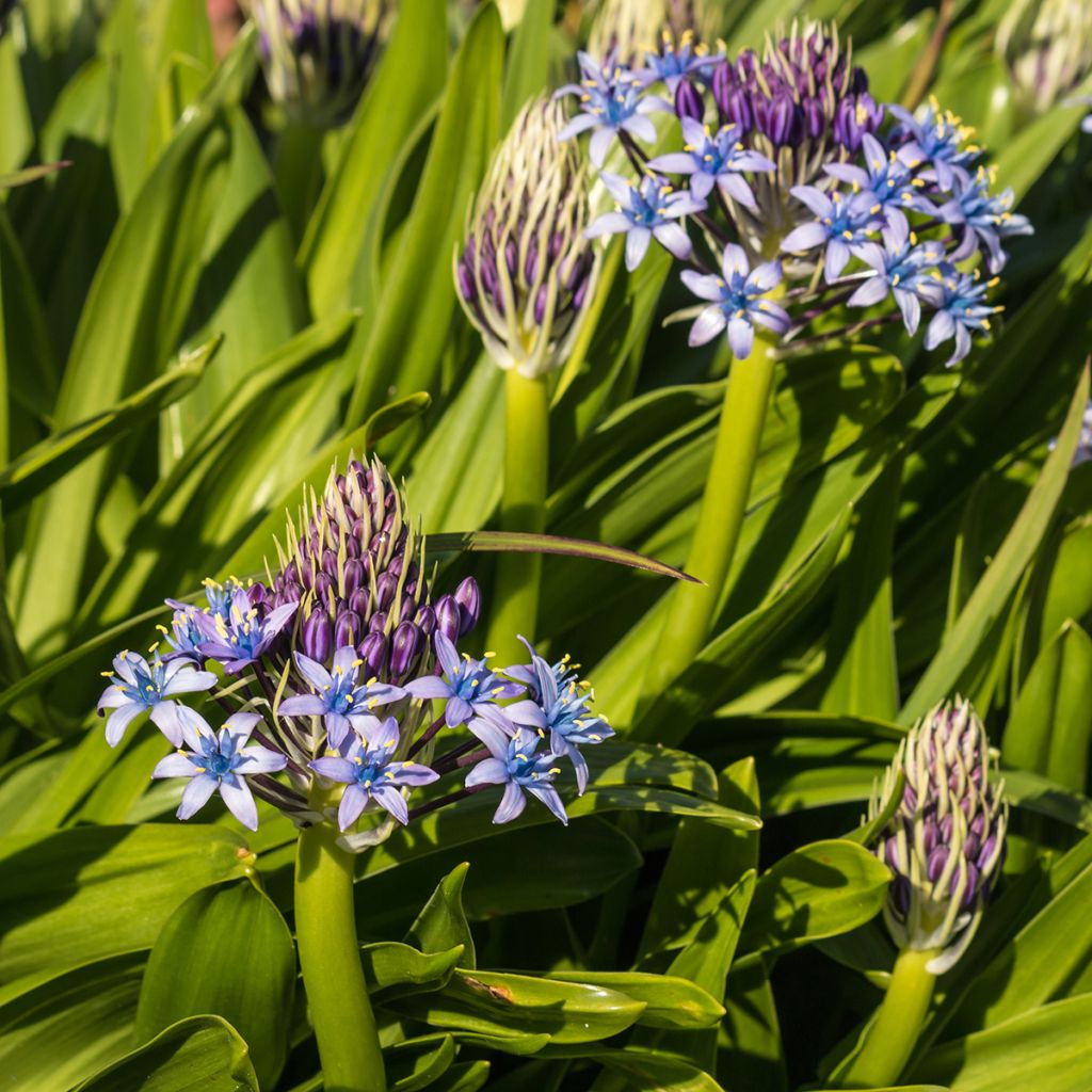 Scilla peruviana 