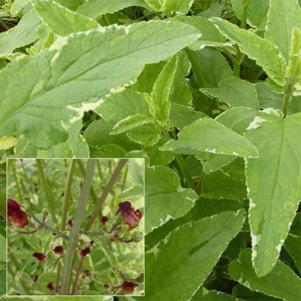 Scrophularia auriculata Variegata - Scrofulaire à oreillettes panachée