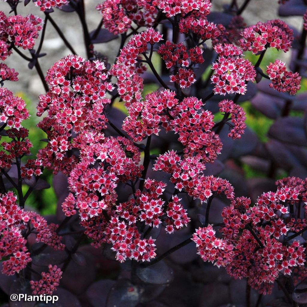 Sedum Sunsparkler Blue Pearl - Orpin