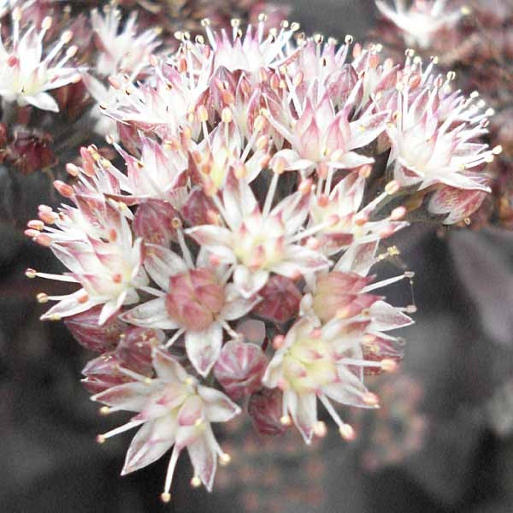 Sedum Chocolate - Stonecrop