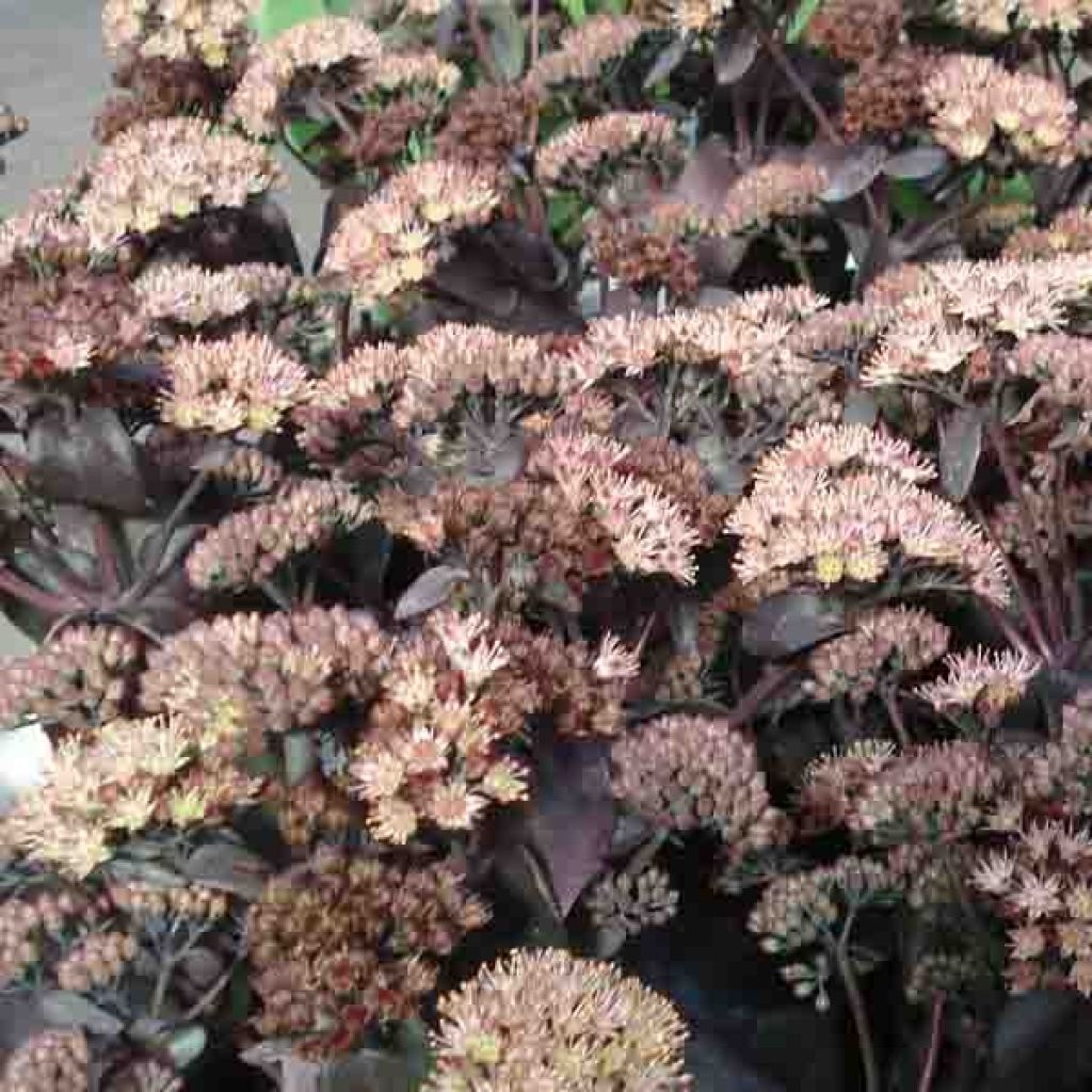 Sedum Chocolate, Orpin