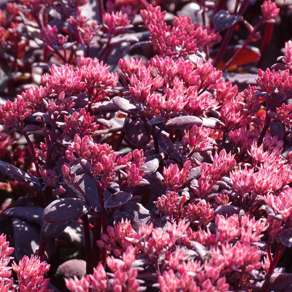 Sedum telephium Chocolate Cherry - Autumn Stonecrop
