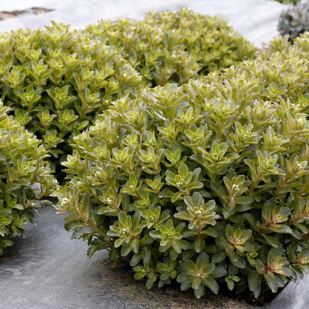 Sedum Double Martini - Orpin