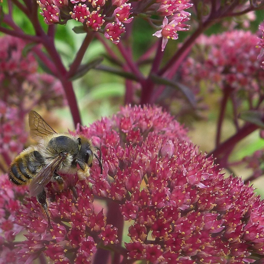 Sedum Herbstfreude - Orpin d'Automne