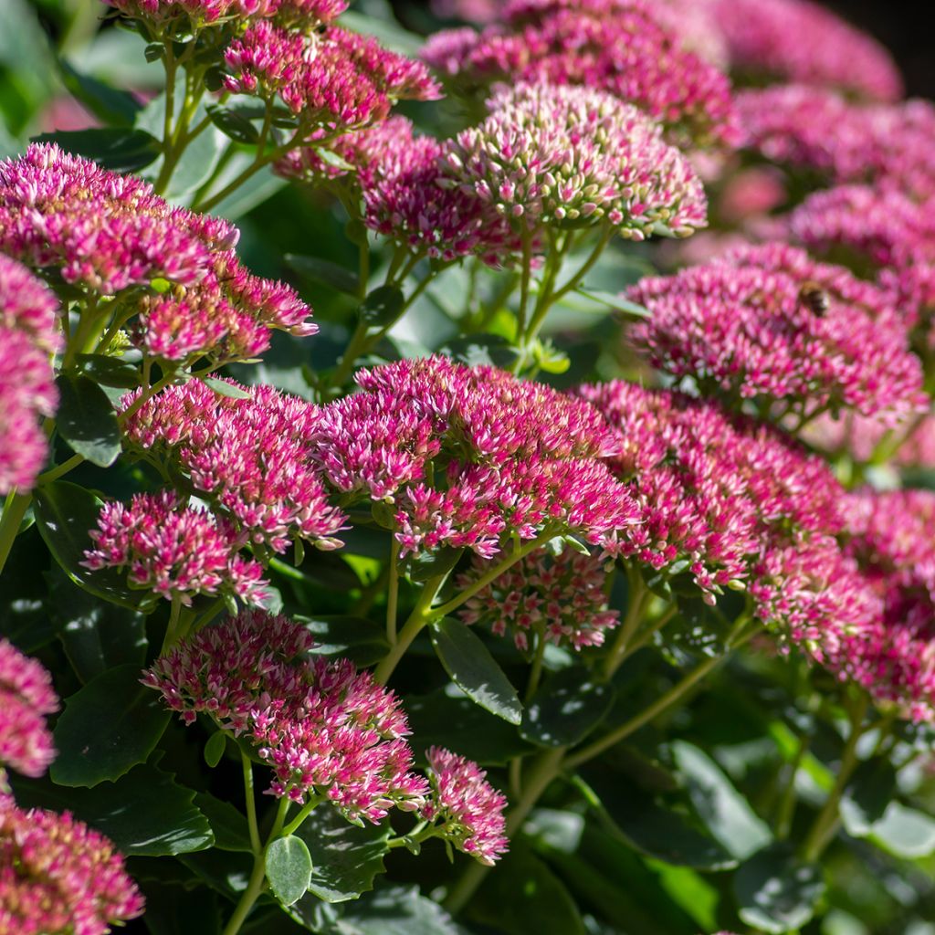 Sedum Herbstfreude - Autumn Stonecrop