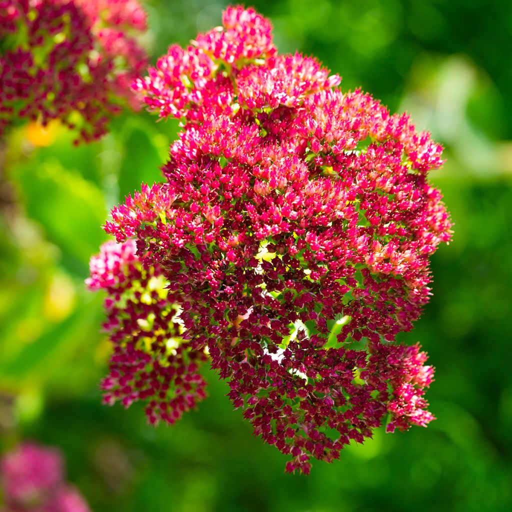 Sedum Herbstfreude - Autumn Stonecrop