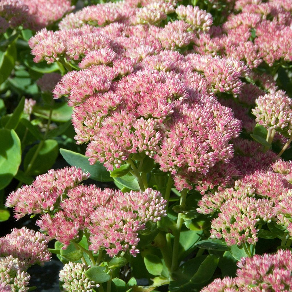 Sedum Herbstfreude - Autumn Stonecrop