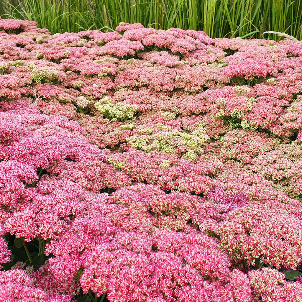 Sedum Herbstfreude - Autumn Stonecrop