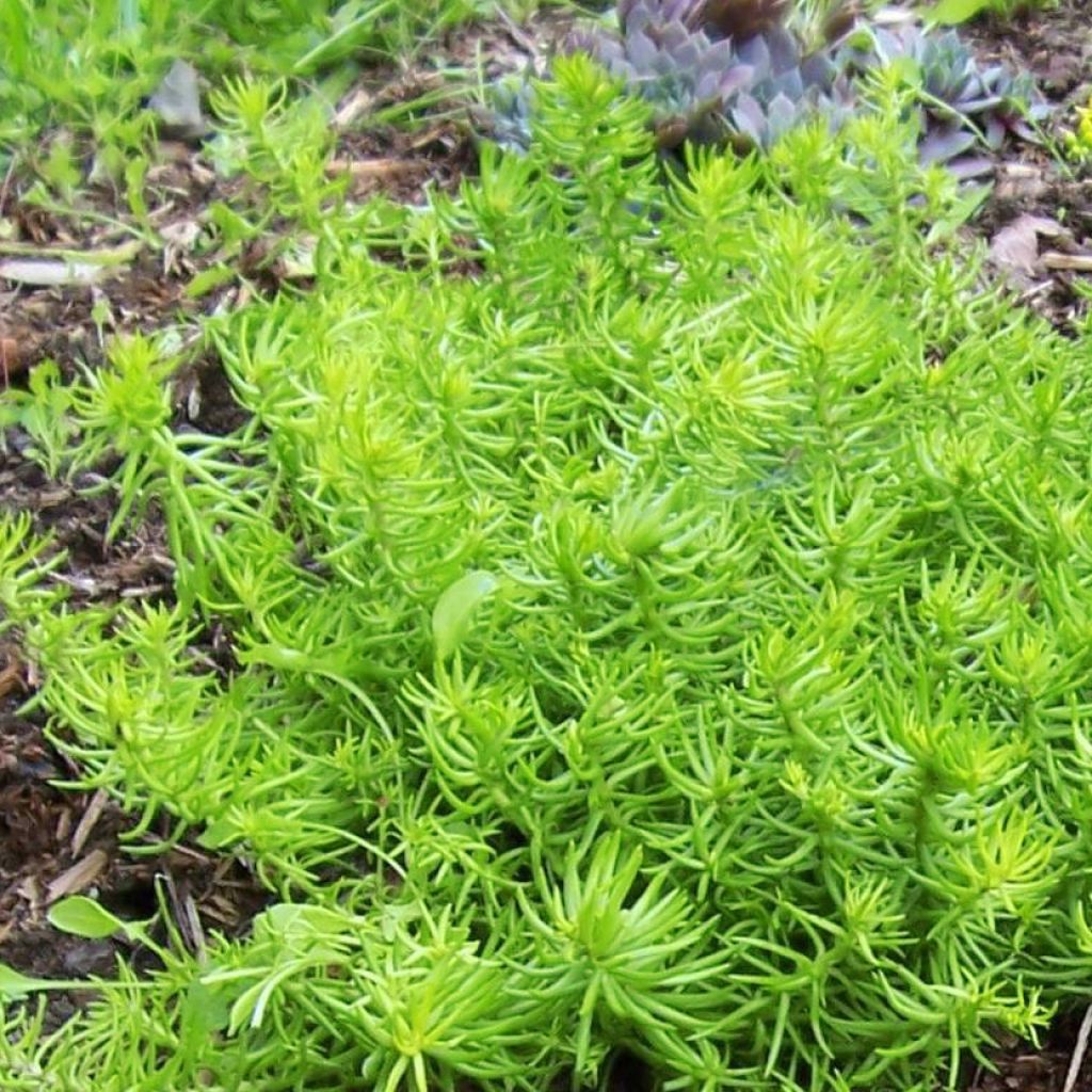 Sedum Lemon Ball