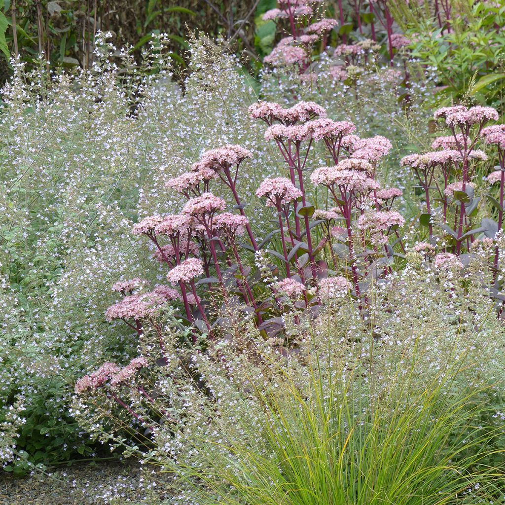 Sedum Matrona - Autumn Stonecrop