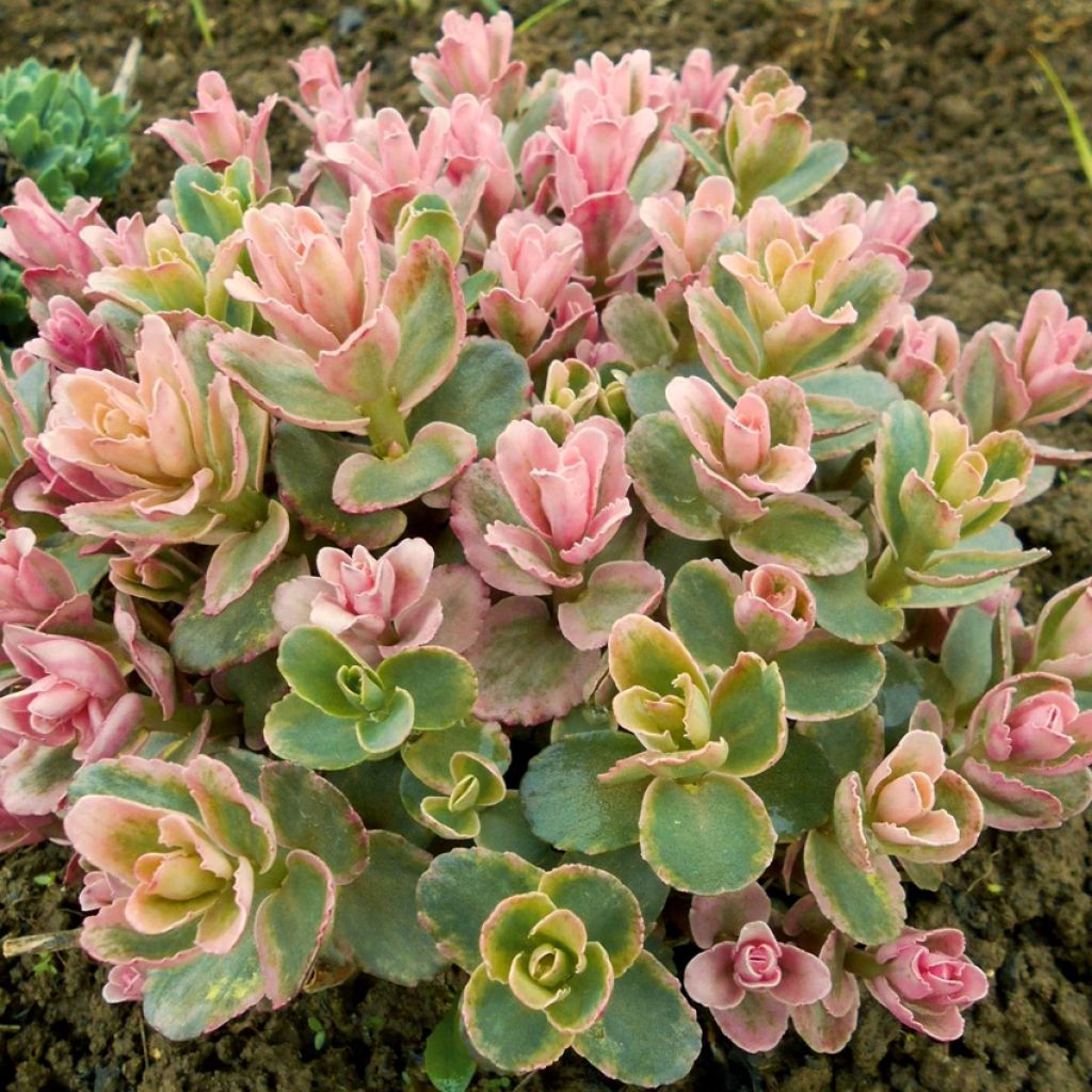 Sedum Pinky - Autumn Stonecrop