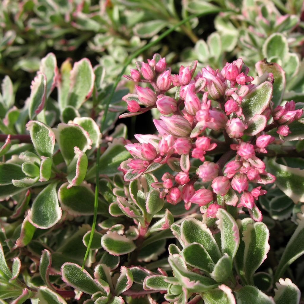 Sedum Pinky - Autumn Stonecrop