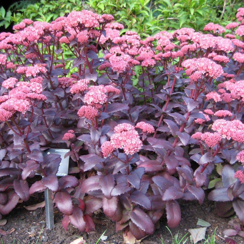 Sedum Purple Emperor - Orpin