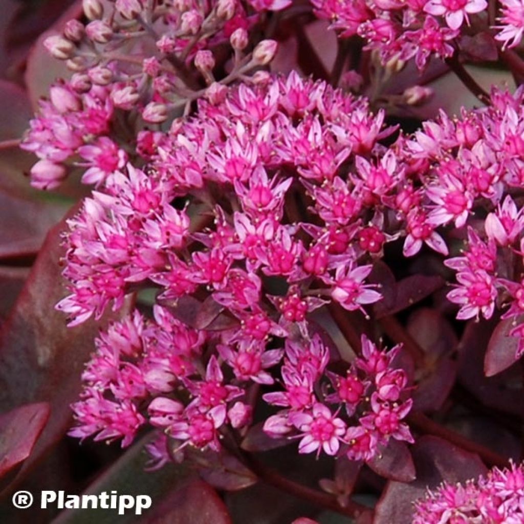 Sedum SUNSPARKLER® Firecracker - Orpin