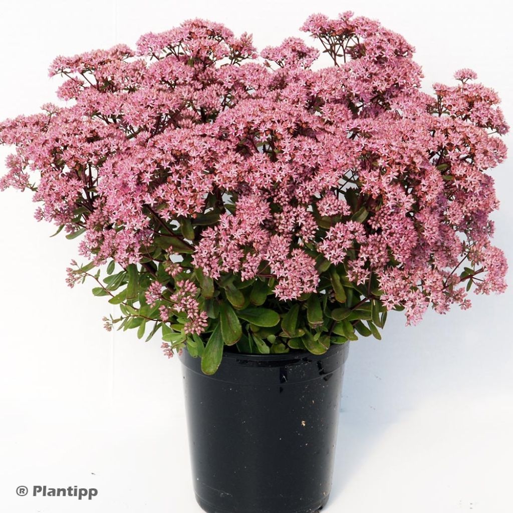 Sedum SUNSPARKLER® Jade Tuffet - Orpin