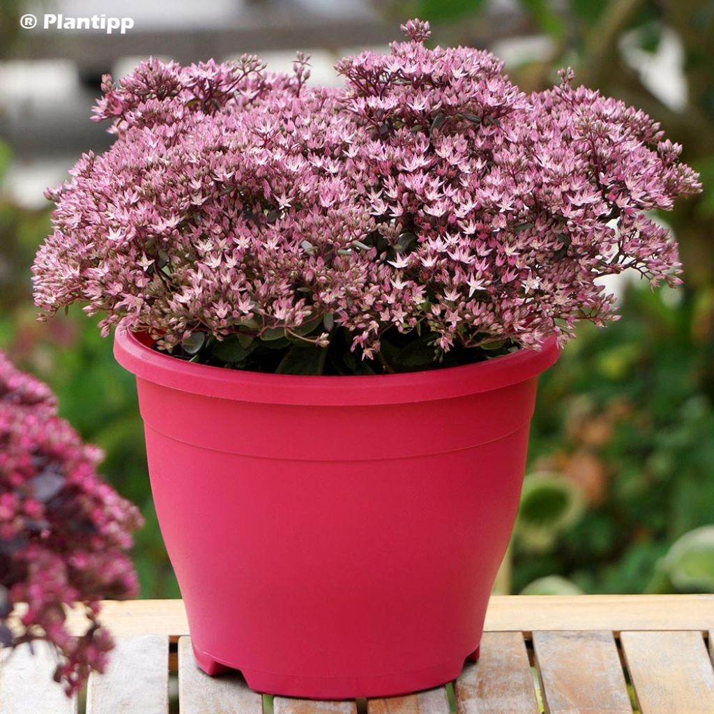 Sedum SUNSPARKLER® Jade Tuffet - Orpin