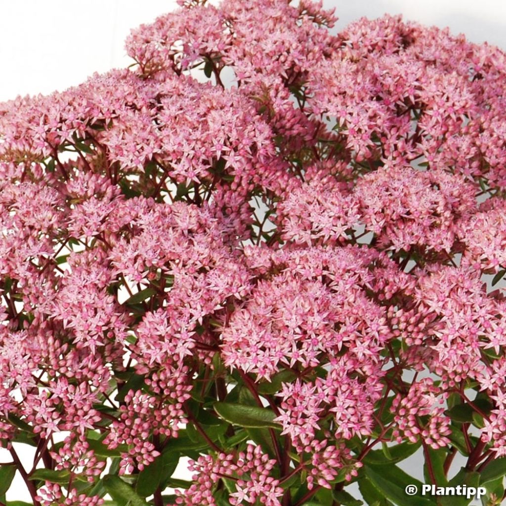 Sedum SUNSPARKLER® Jade Tuffet - Orpin