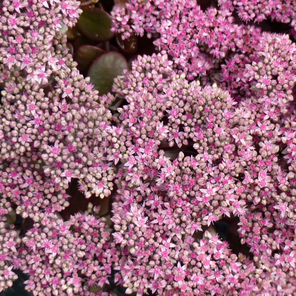 Sedum Sunsparkler Cherry Tart