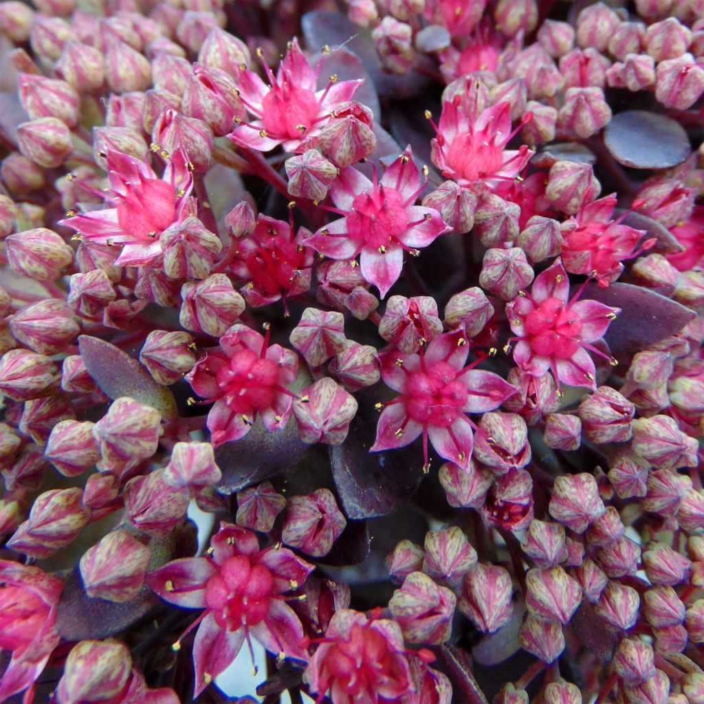 Sedum Sunsparkler Dazzleberry - Orpin bleu