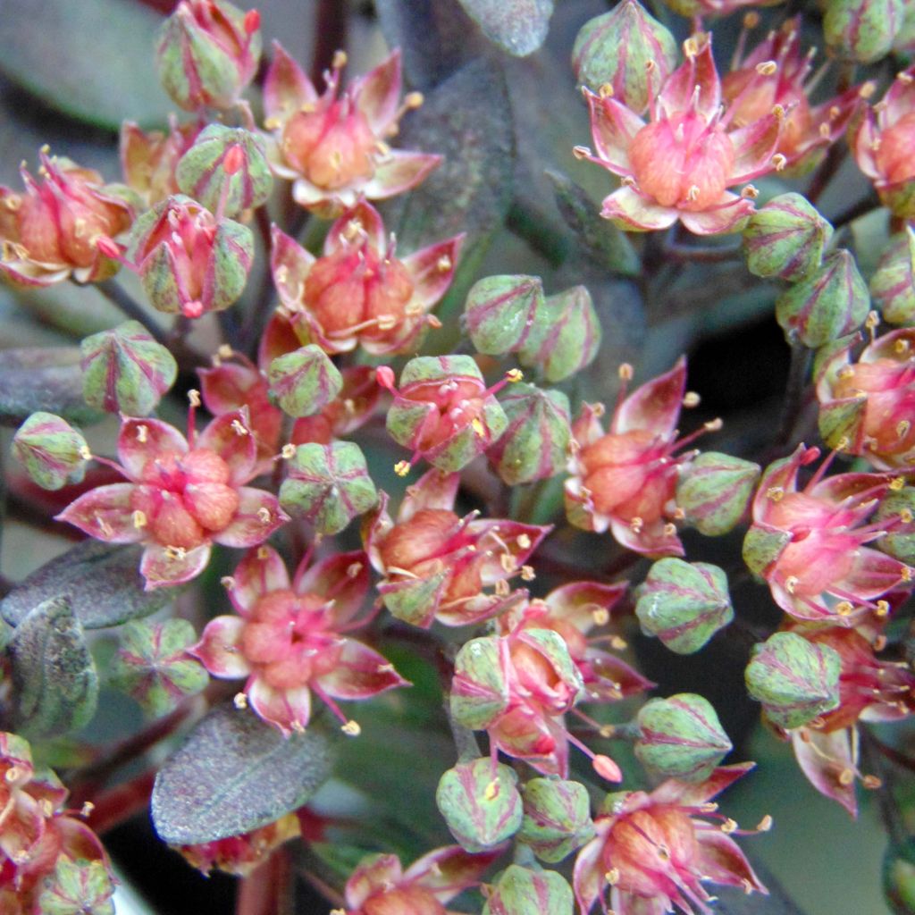 Sedum Sunsparkler Dazzleberry - Orpin bleu