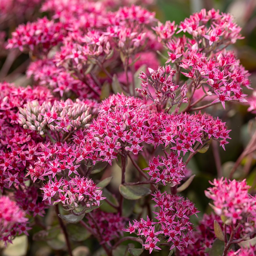 Sedum telephium Thunderhead - Autumn Stonecrop