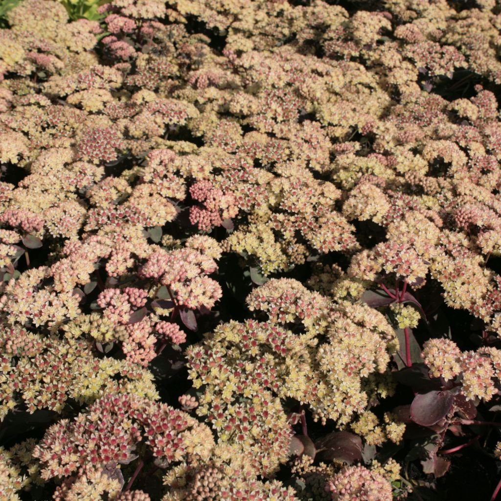 Sedum Twinkling Star - Orpin d'automne