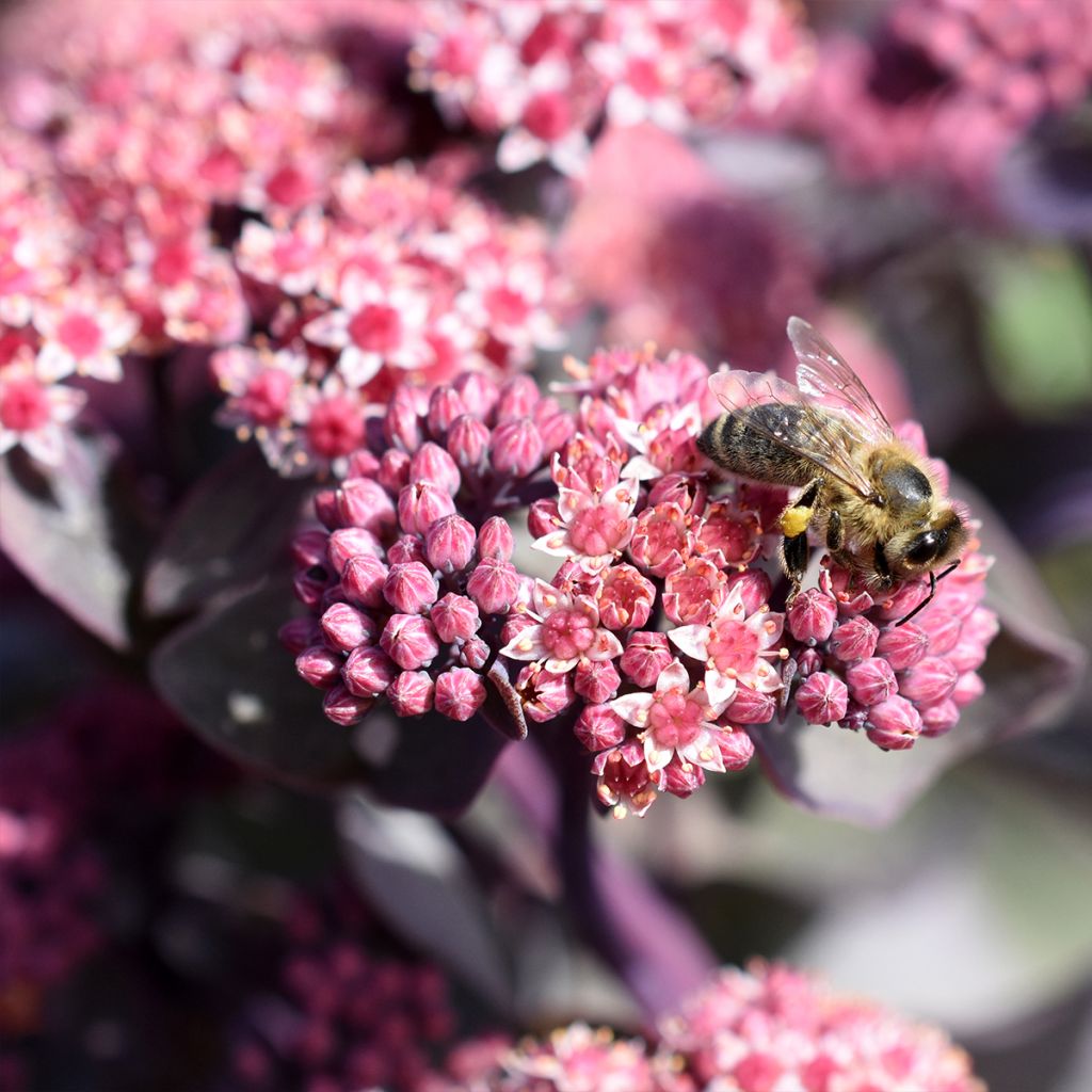 Sedum cauticola Robustum - Orpin