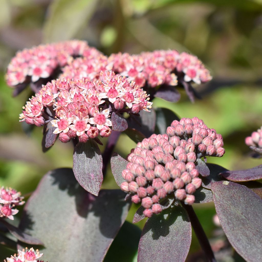 Sedum cauticola Robustum - Orpin