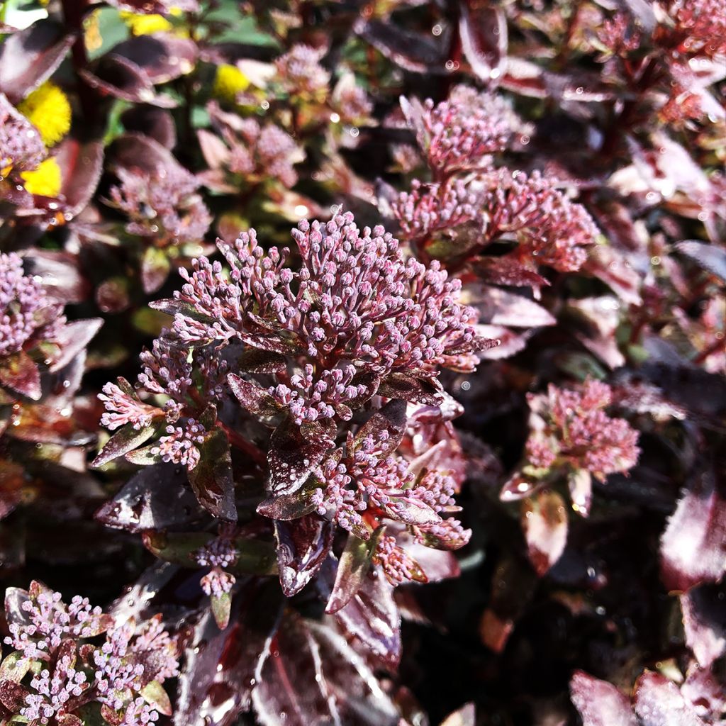 Sedum Dark Magic