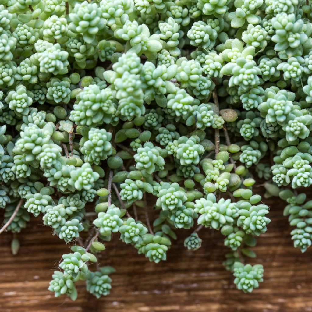 Sedum dasyphyllum - Orpin à feuilles épaisses