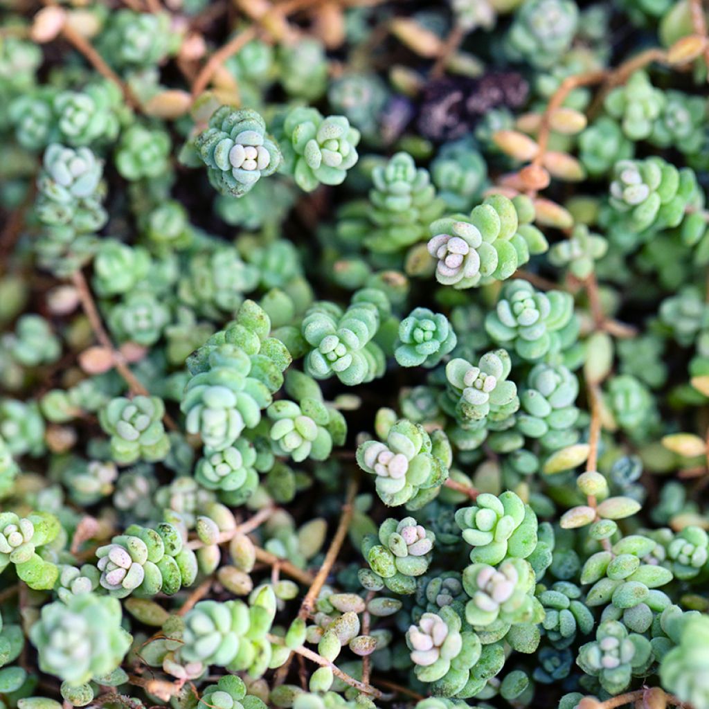 Sedum dasyphyllum - Orpin à feuilles épaisses