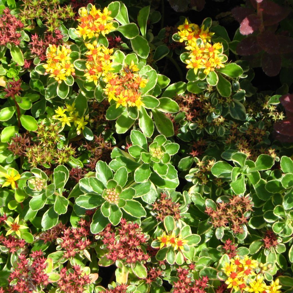 Sedum kamtschaticum Variegatum - Orpin du Kamtchatka