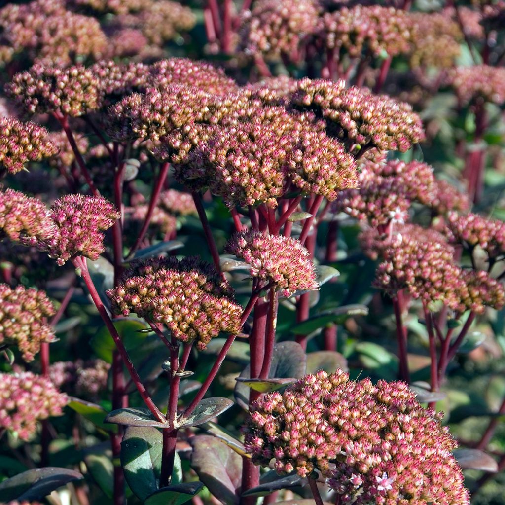 Sedum Matrona - Autumn Stonecrop