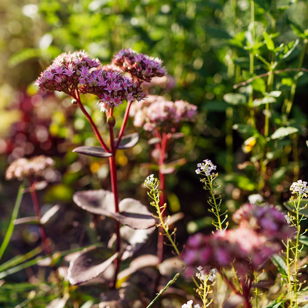 Sedum Matrona - Autumn Stonecrop