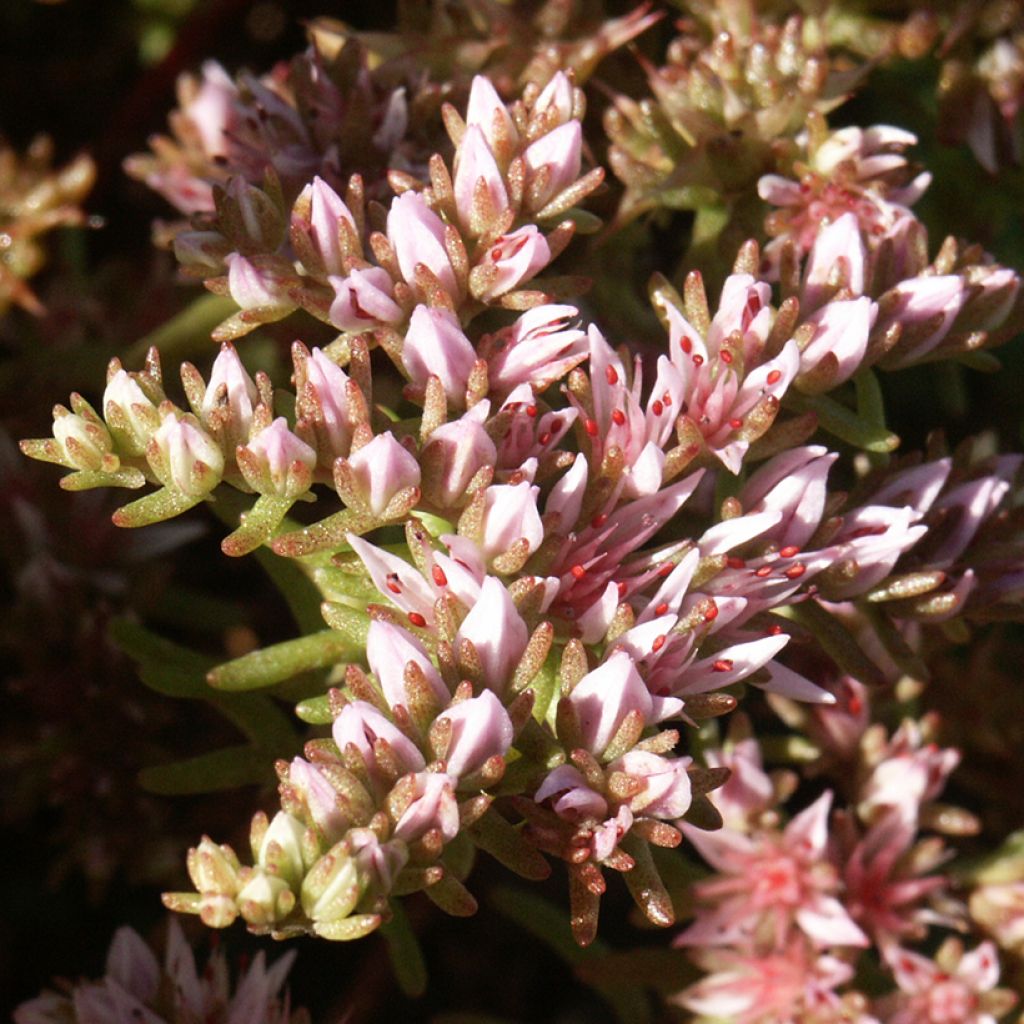 Sedum pulchellum - Orpin