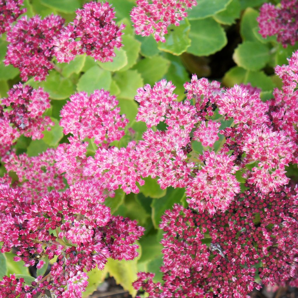 Sedum spectabile Brilliant - Grand Orpin d'automne