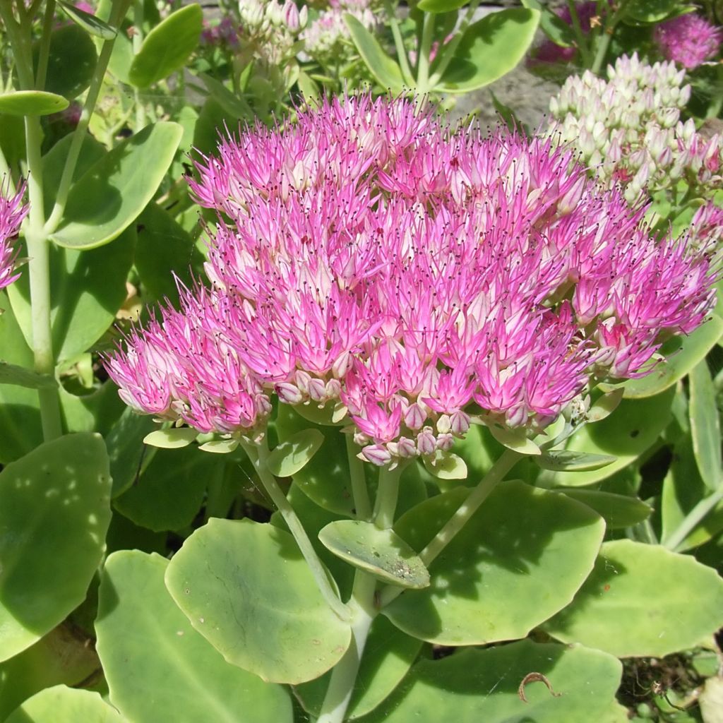 Sedum spectabile Carmen - Orpin d'Automne