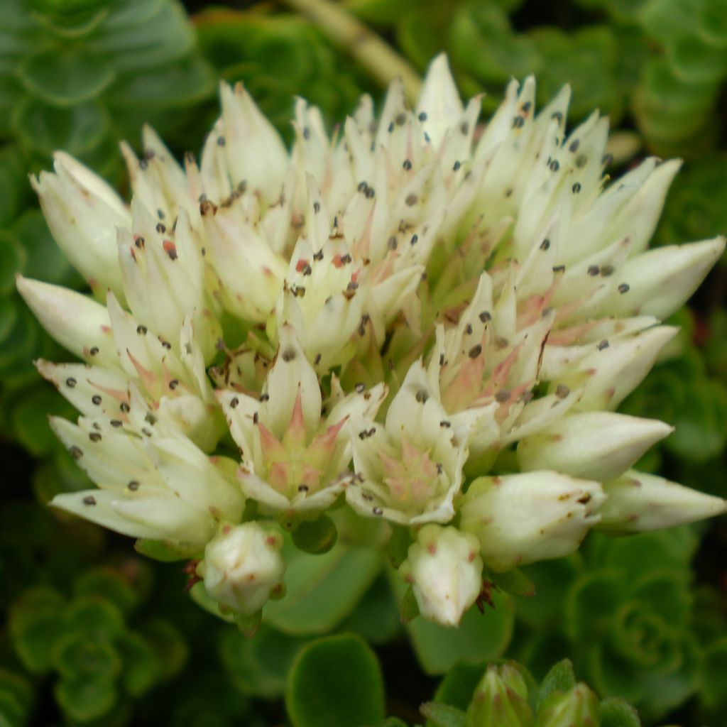 Sedum spurium Album Superbum - Orpin