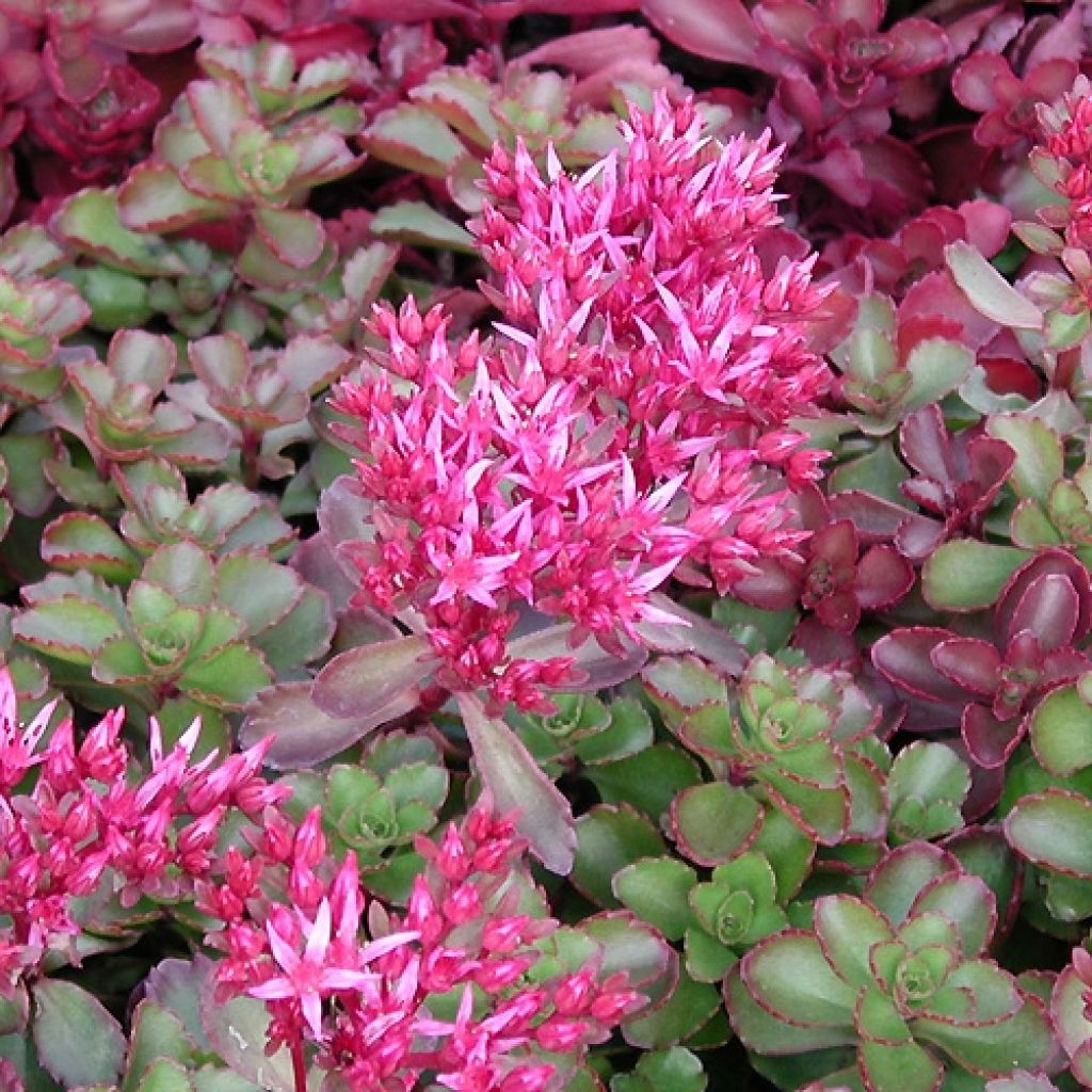 Sedum spurium Fuldaglut - Orpin