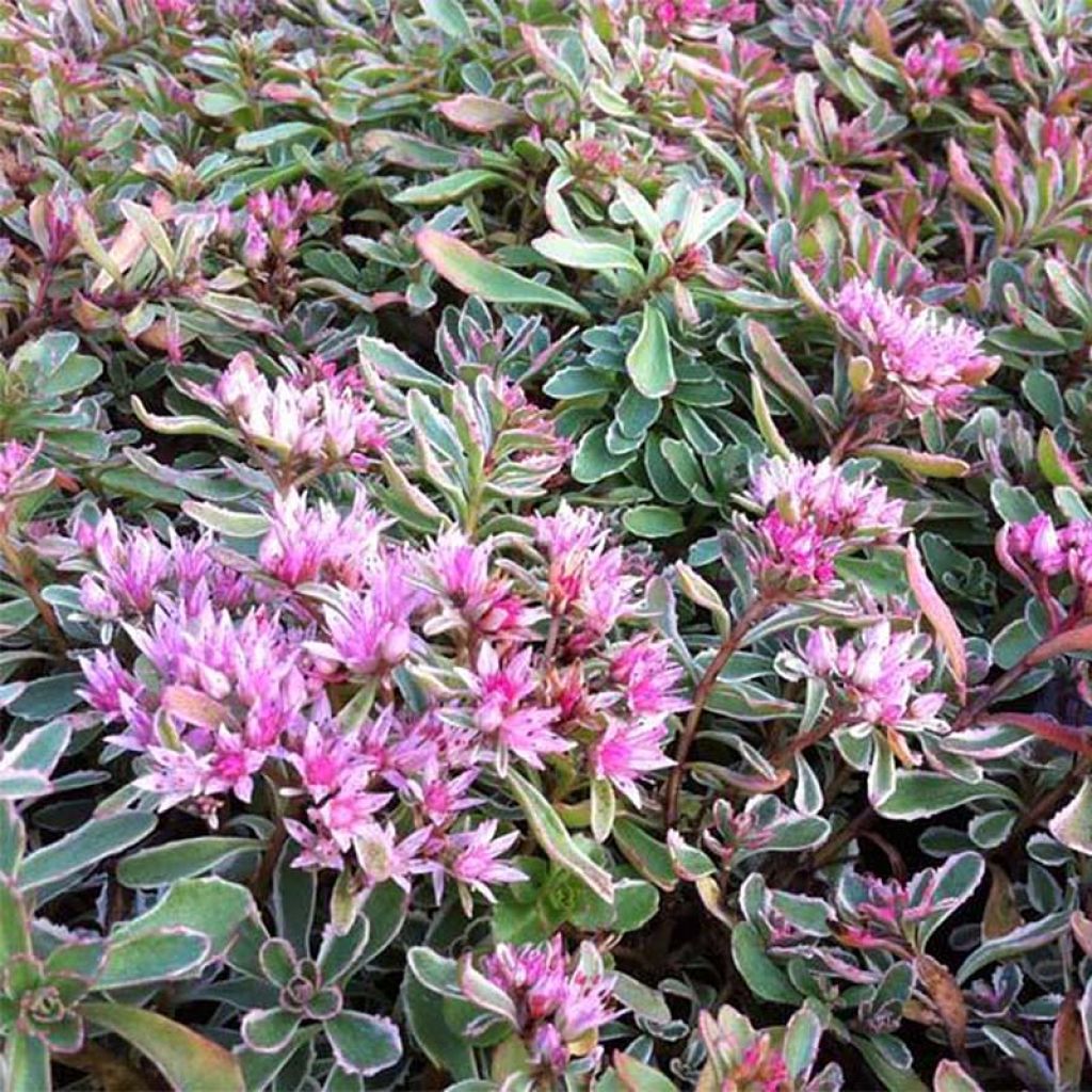 Sedum spurium Variegatum - Orpin panaché