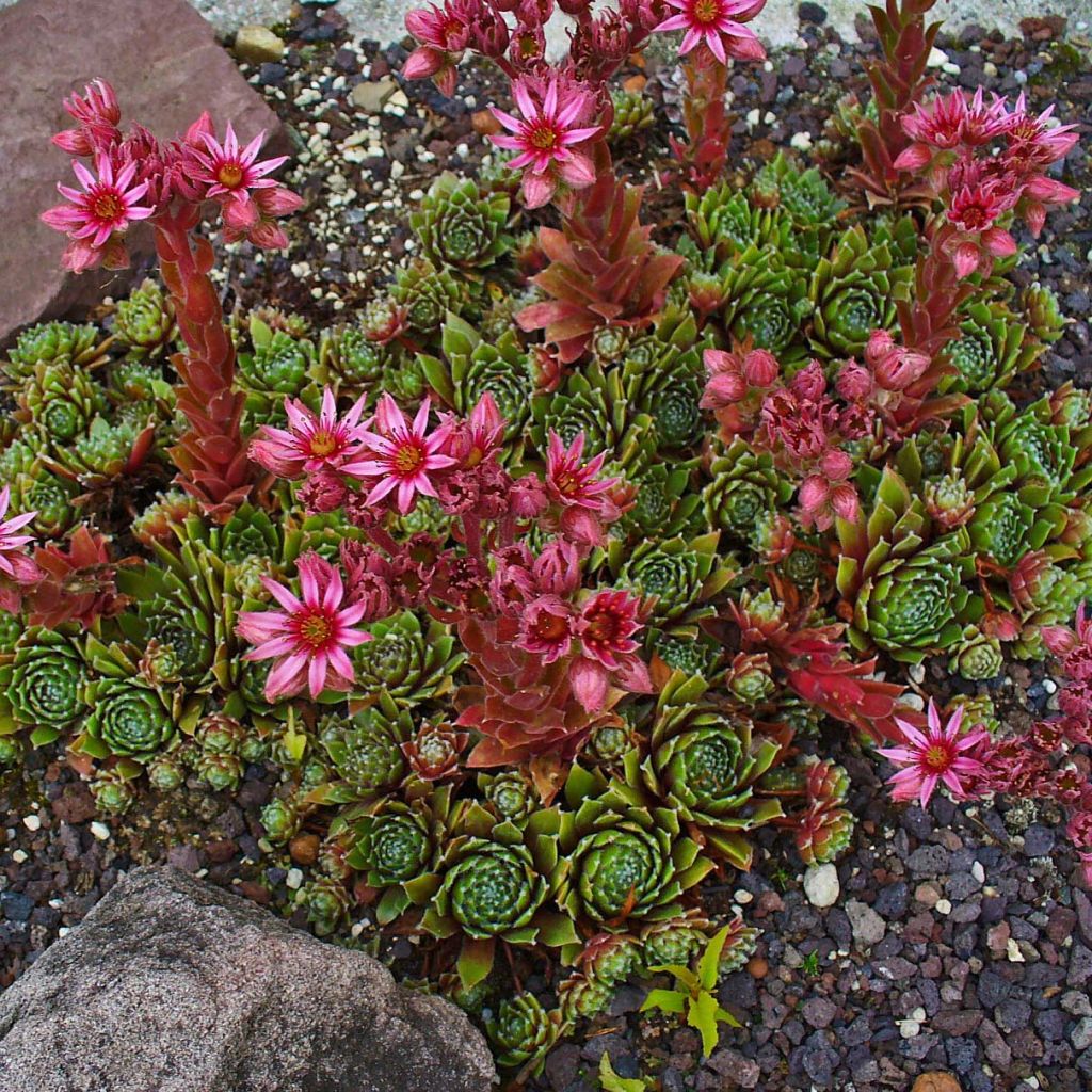 Sempervivum Alpha - Joubarbe rouge