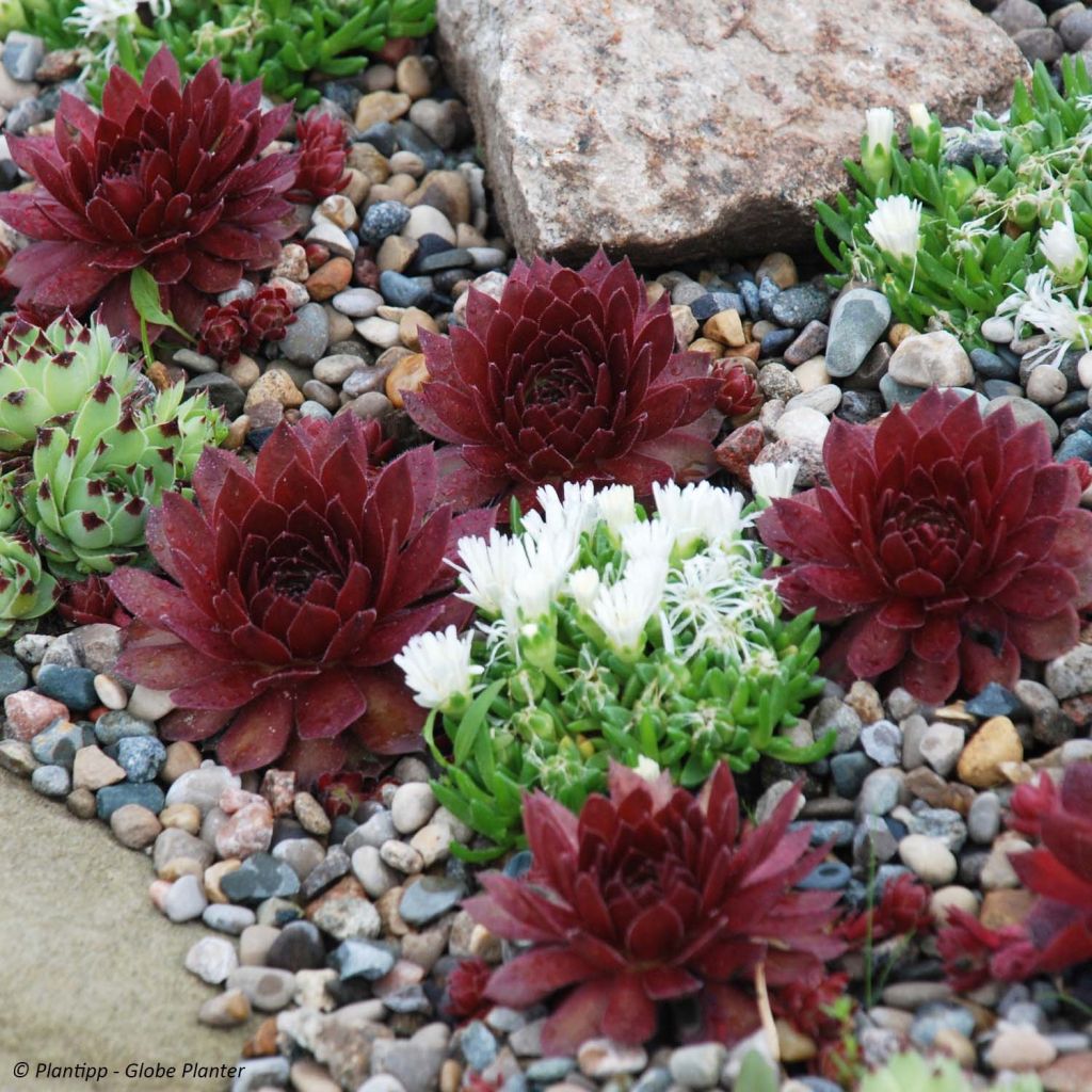 Sempervivum Chick Charms ® Cherry Berry - Joubarbe hybride rouge et verte