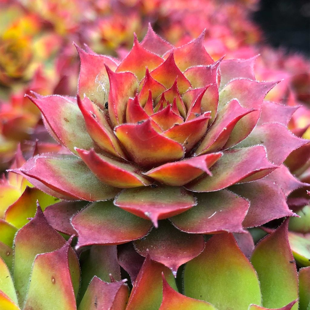 Sempervivum Chick Charms Gold Nugget - Joubarbe