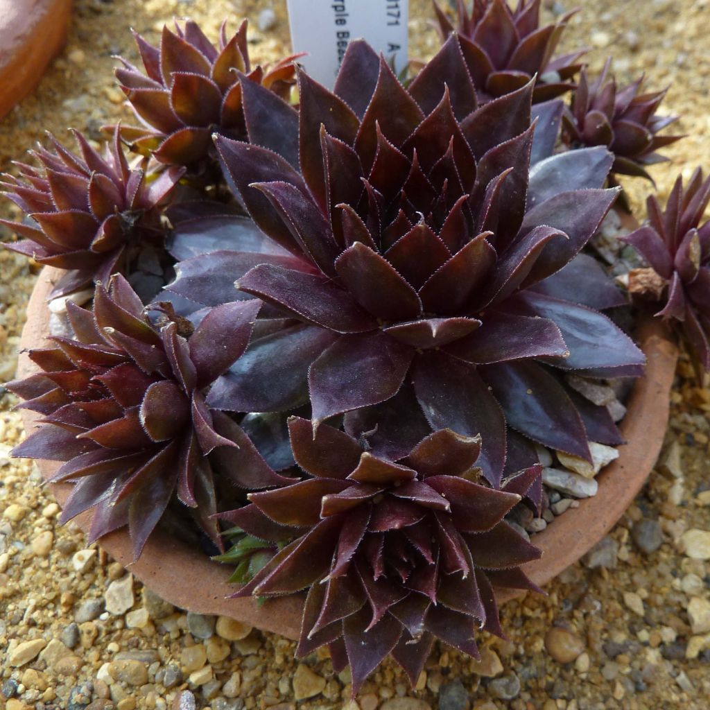 Sempervivum Dark Beauty - Joubarbe pourpre foncé