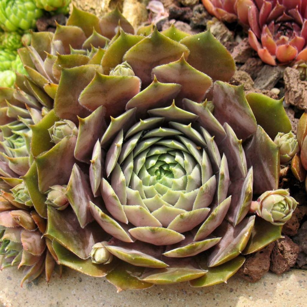 Sempervivum Feldmaier - Joubarbe hybride 