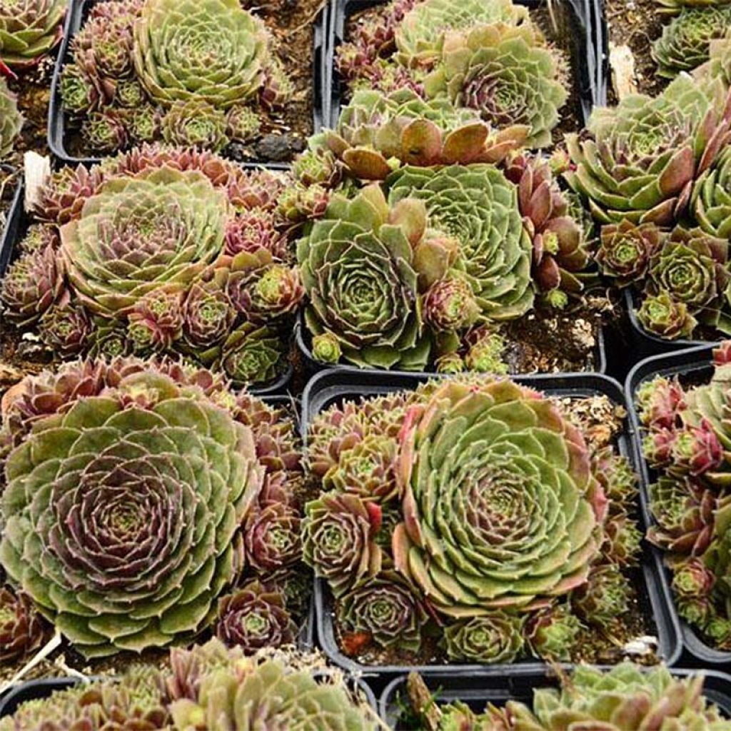 Sempervivum Granat - Joubarbe hybride poupre et vert amande