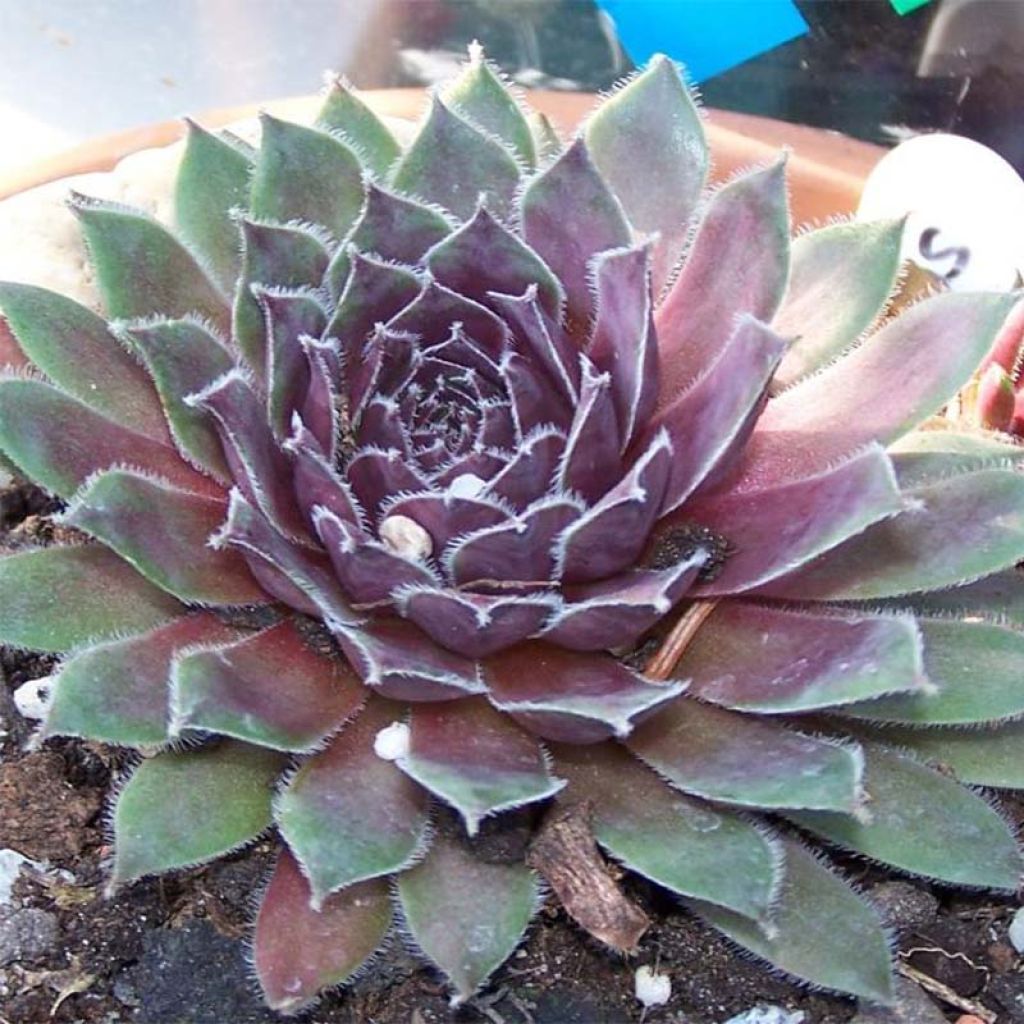 Sempervivum Pilatus - Joubarbe hybride bronze-violacé.