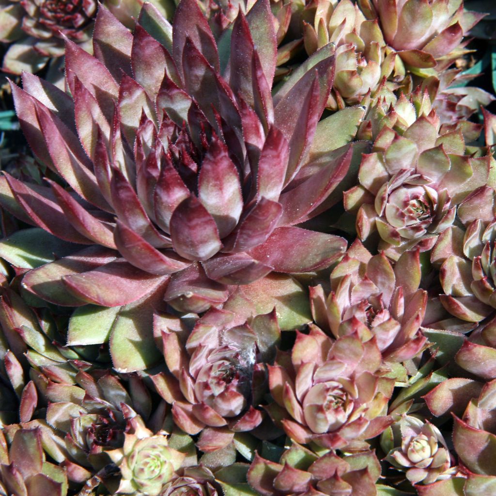 Sempervivum Purple Beauty - Joubarbe bleu vert teinté de pourpre