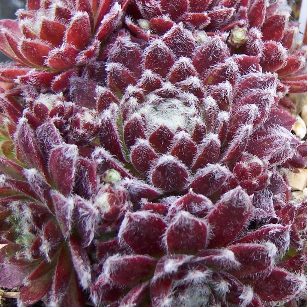 Sempervivum arachnoideum Rubrum