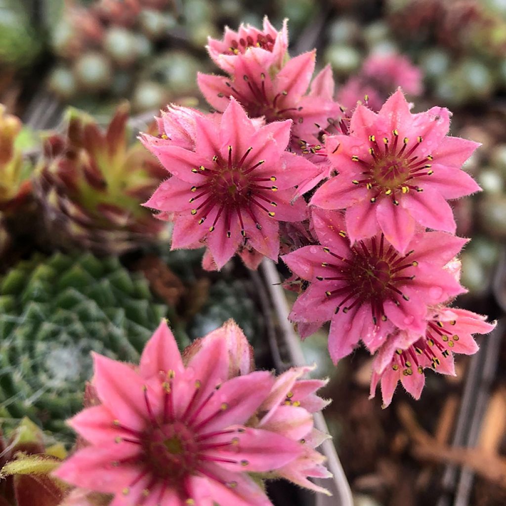 Sempervivum arachnoideum Rubrum